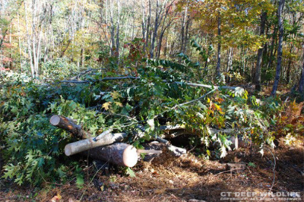 Brush pile for wildlife at NDPC